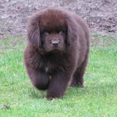 Newfoundlænder Baune, Newetta's Knockout in Brown