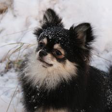 Pomeranian Baby