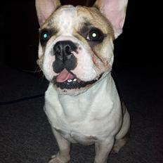 Fransk bulldog Rocco