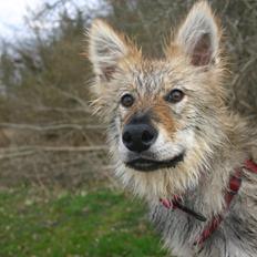 Tjekkoslovakisk ulvehund Aeika