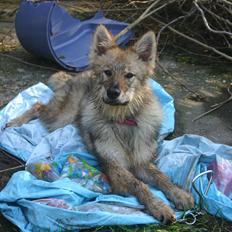 Tjekkoslovakisk ulvehund Aeika