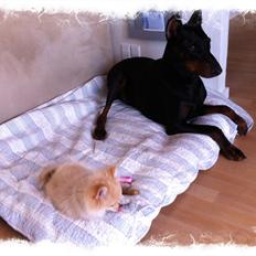 Dobermann Kull