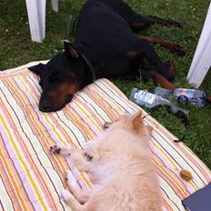 Dobermann Kull