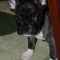Fransk bulldog Penny