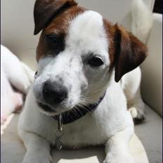 Jack russell terrier Cully