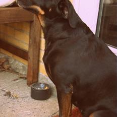 Blanding af racer Flicka