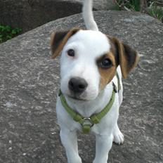 Parson russell terrier HiJacks 1st New Years Venturo