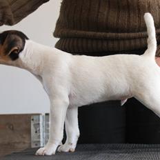 Parson russell terrier HiJacks 1st New Years Venturo