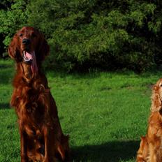 Irsk setter Cody R.F.S (run free sweetheart)