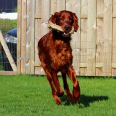 Irsk setter Cody R.F.S (run free sweetheart) 