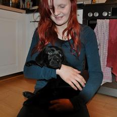 Labrador retriever Laban