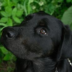 Labrador retriever Laban