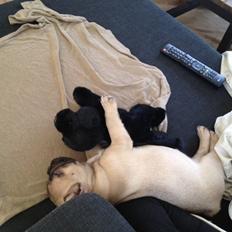 Fransk bulldog Carlo