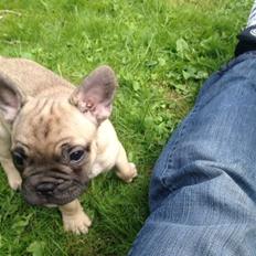 Fransk bulldog Carlo