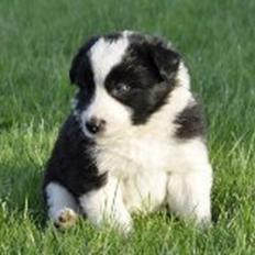 Border collie Følsom