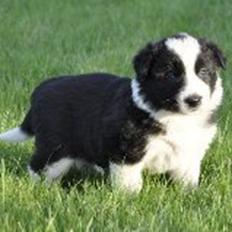 Border collie Følsom