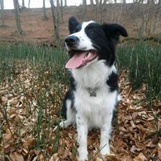 Border collie Følsom