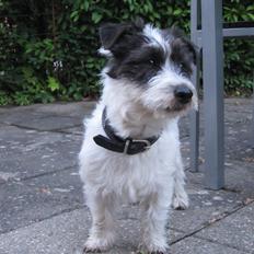 Jack russell terrier Farlig