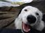 Border collie Spot - også kaldet Spotty - Dette var det første billede jeg så af Spot - og jeg vidste at det var lige ham vi skulle have. Se hvor han smiler :-)