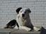 Border collie Spot - også kaldet Spotty
