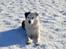 Border collie Spot - også kaldet Spotty