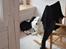 Border collie Spot - også kaldet Spotty