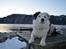 Border collie Spot - også kaldet Spotty