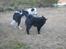 Border collie Spot - også kaldet Spotty