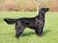 Flat coated retriever Tanima Flatcoats Bumble Bee | Beah - Lidt lækker er man vel altid ;)