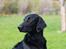 Flat coated retriever Tanima Flatcoats Bumble Bee | Beah - Velkommen til TF's Bumble Bee's profil :) - smid gerne en kommentar og bedømmelse :)