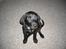Labrador retriever Bamse, bedstefar's Hund. - Hvad laver du med den underlige ting?? 9 uger gammel.