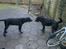Labrador retriever Bamse, bedstefar's Hund. - Bamse & Blackie leger.
