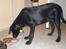 Labrador retriever Bamse, bedstefar's Hund. - Den milde chili con carne er bare guf.
