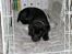 Labrador retriever Bamse, bedstefar's Hund. - Bamse 10 uger gammel.