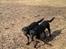 Labrador retriever Bamse, bedstefar's Hund. - Bamse & Saxo hygger sig ude i hundeskoven.