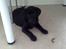 Labrador retriever Bamse, bedstefar's Hund. - Jeg vil ikke med ud og gå.