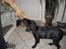 Labrador retriever Bamse, bedstefar's Hund. - Legetid!!