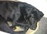 Labrador retriever Bamse, bedstefar's Hund. - Bamse i sommerhuset.
Tak fordi i kiggede forbi og lig gerne en kommentar og bedømmelse.