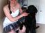 Blanding af racer Bell (labrador/boxer) - Konfirmation 26-4-2013 