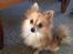 Pomeranian Foxy - Min flotte pige 1 år efter fødslen (: