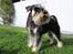 Dvaergschnauzer Chilli