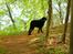 Curly coated retriever Balto (RIP)
