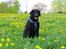 Curly coated retriever Balto (RIP)
