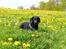 Curly coated retriever Balto (RIP)