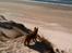 Blanding af racer Chico - Chico på stranden - 05-05-2013