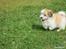 Coton de tulear Daisy