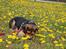 Blanding af racer Jasper - velkommen til Jaspers profil :)