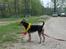 Blanding af racer Jasper - den udsigt over ridebanen er godt nok flot :)