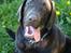 Labrador retriever Samson