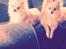 Pomeranian Foxy - Mor & søn <3
Søn : Blanding af langhåret chihuahua & poms.
Se evt. Freddy